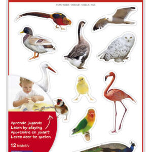 apli gomets tematicos realistas de aves 144 gomets en 12 hojas imagenes realistas para relacionar aves desarrolla habilidades motoras adhesivo removible adhesivo base agua coloridos